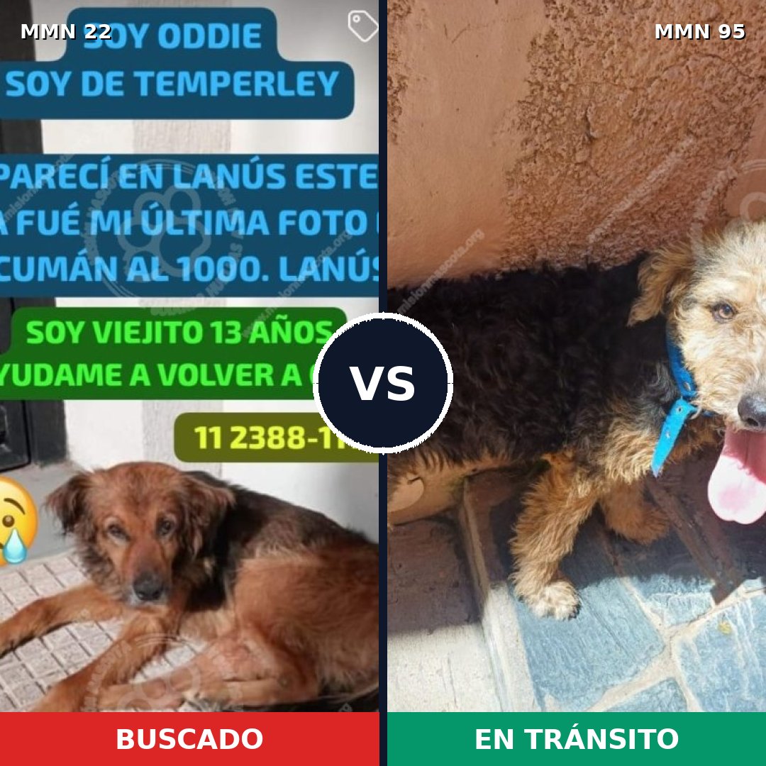 Comparativa MMS 1191: mascota perdida y mascota encontrada, 77% de similitud
