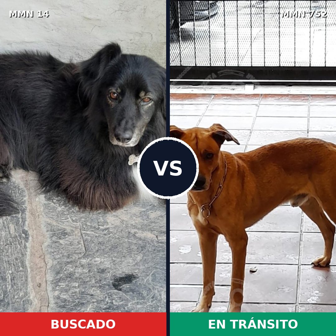 Comparativa MMS 11912: mascota perdida y mascota encontrada, 58% de similitud