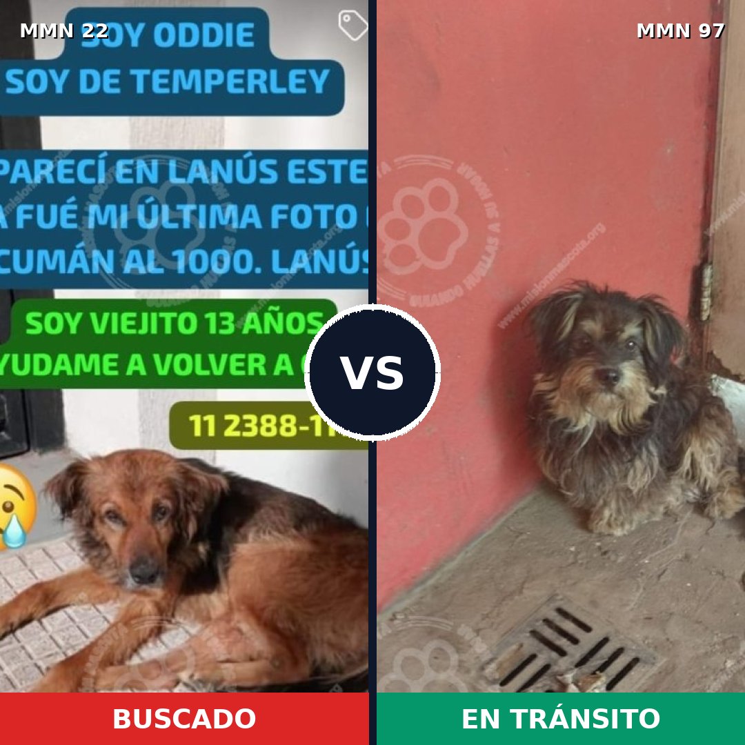 Comparativa MMS 1192: mascota perdida y mascota encontrada, 62% de similitud
