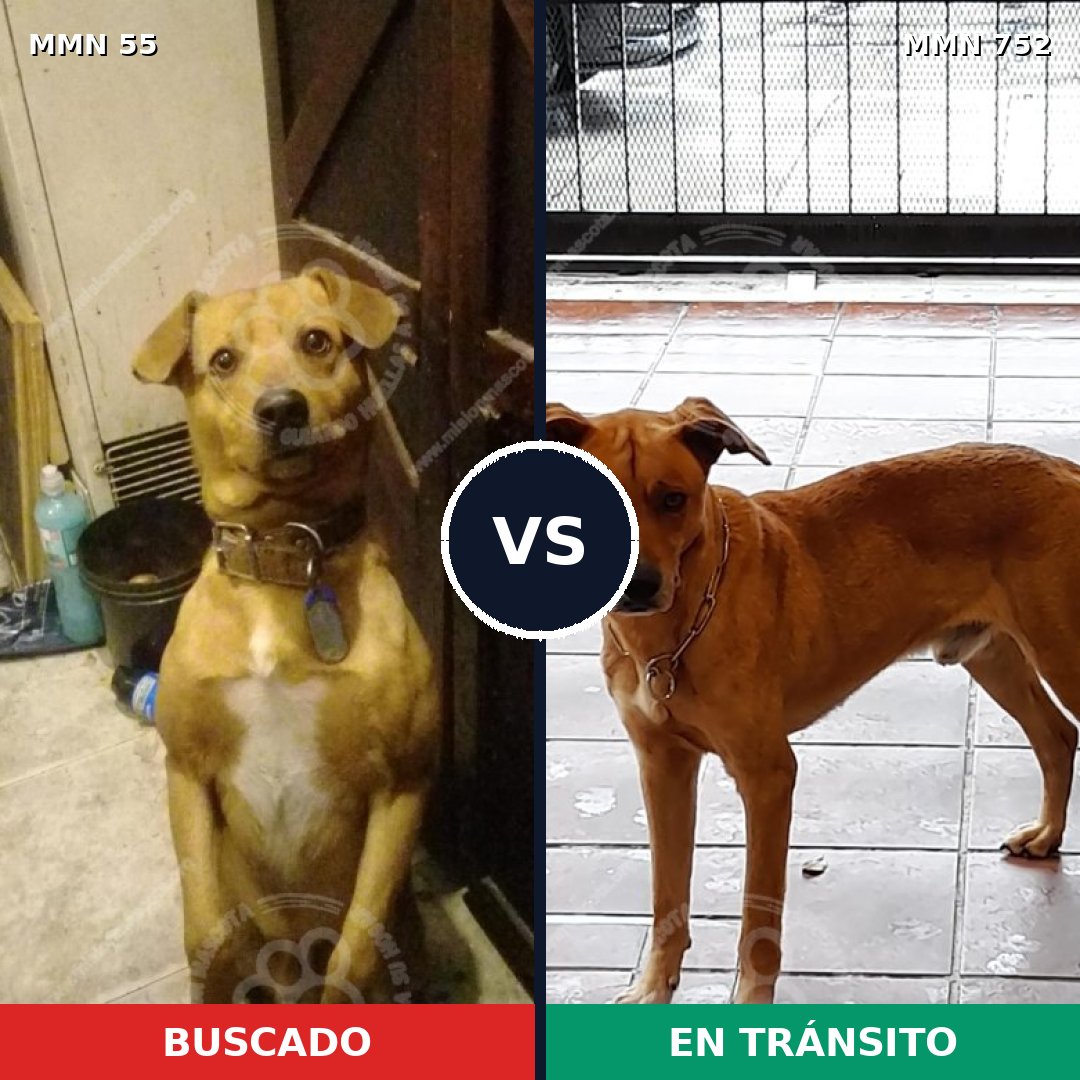 Comparativa MMS 11921: mascota perdida y mascota encontrada, 81% de similitud