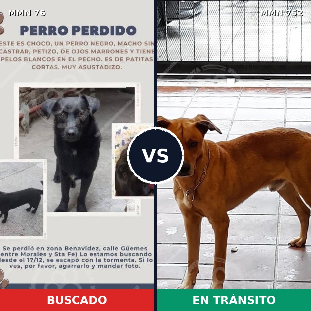 Comparativa MMS 11924: mascota perdida y mascota encontrada, 13% de similitud