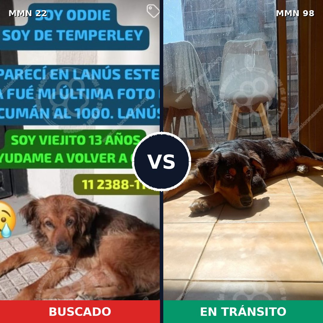 Comparativa MMS 1193: mascota perdida y mascota encontrada, 75% de similitud