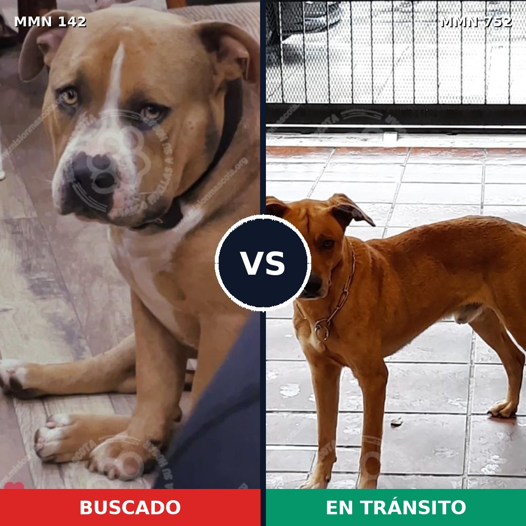 Comparativa MMS 11930: mascota perdida y mascota encontrada, 10% de similitud