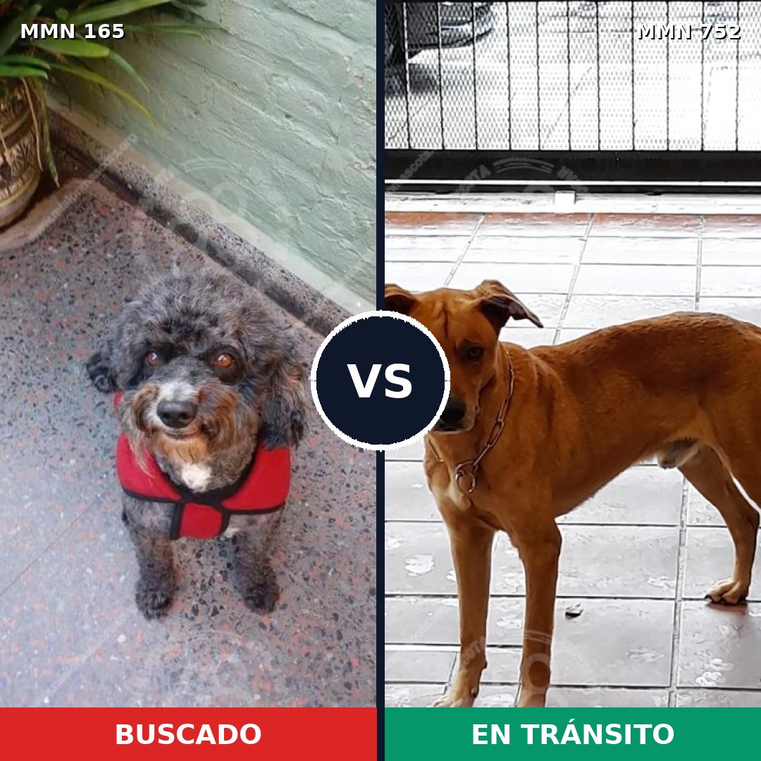 Comparativa MMS 11934: mascota perdida y mascota encontrada, 12% de similitud