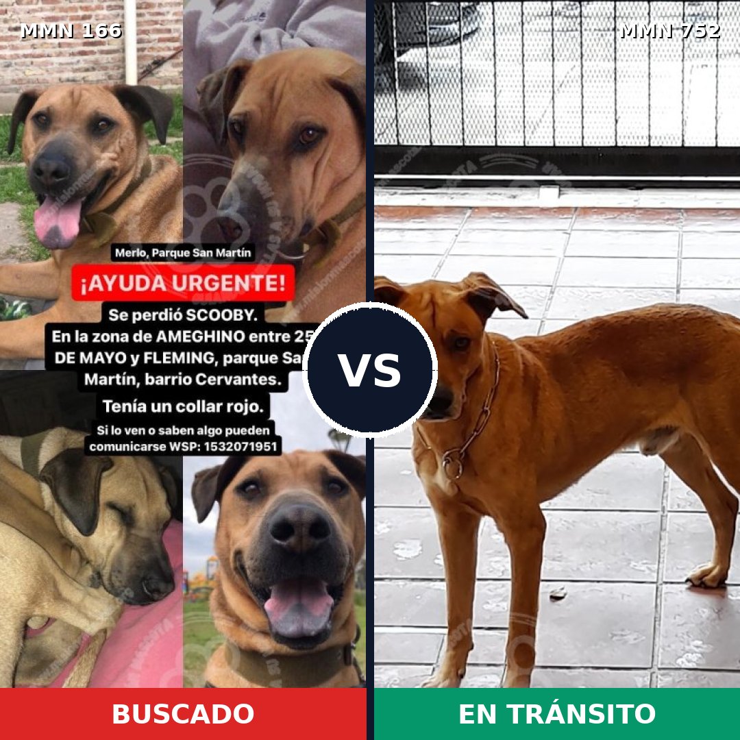 Comparativa MMS 11935: mascota perdida y mascota encontrada, 10% de similitud