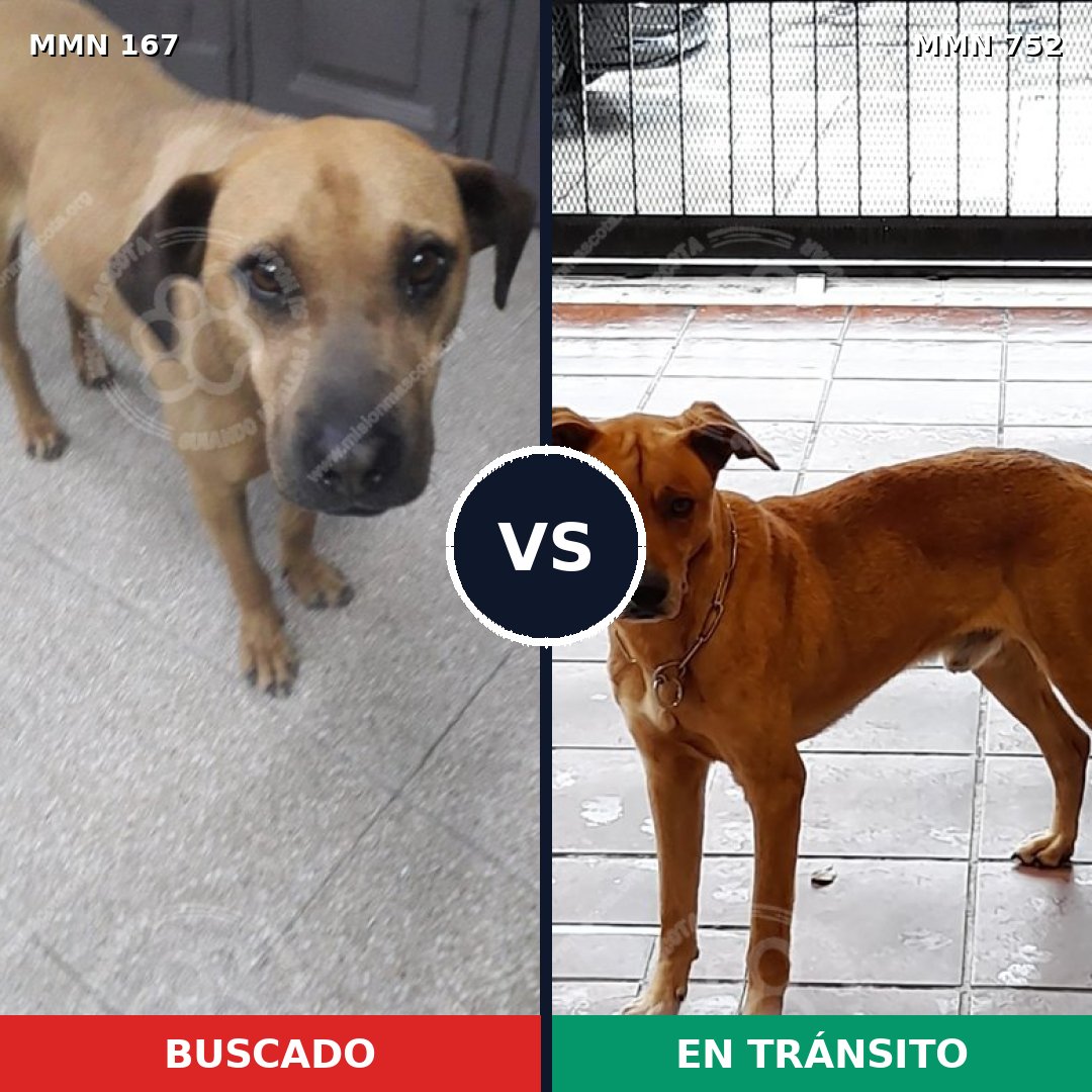 Comparativa MMS 11936: mascota perdida y mascota encontrada, 7% de similitud