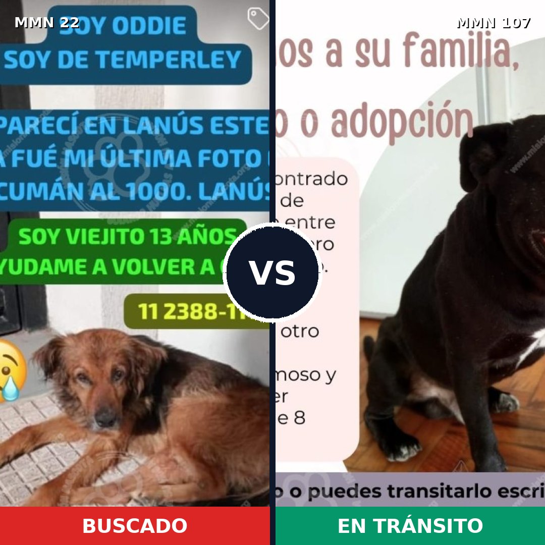 Comparativa MMS 1194: mascota perdida y mascota encontrada, 78% de similitud