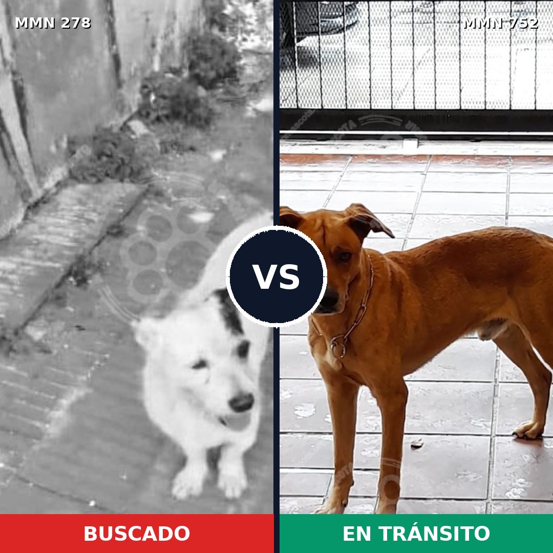 Comparativa MMS 11948: mascota perdida y mascota encontrada, 5% de similitud