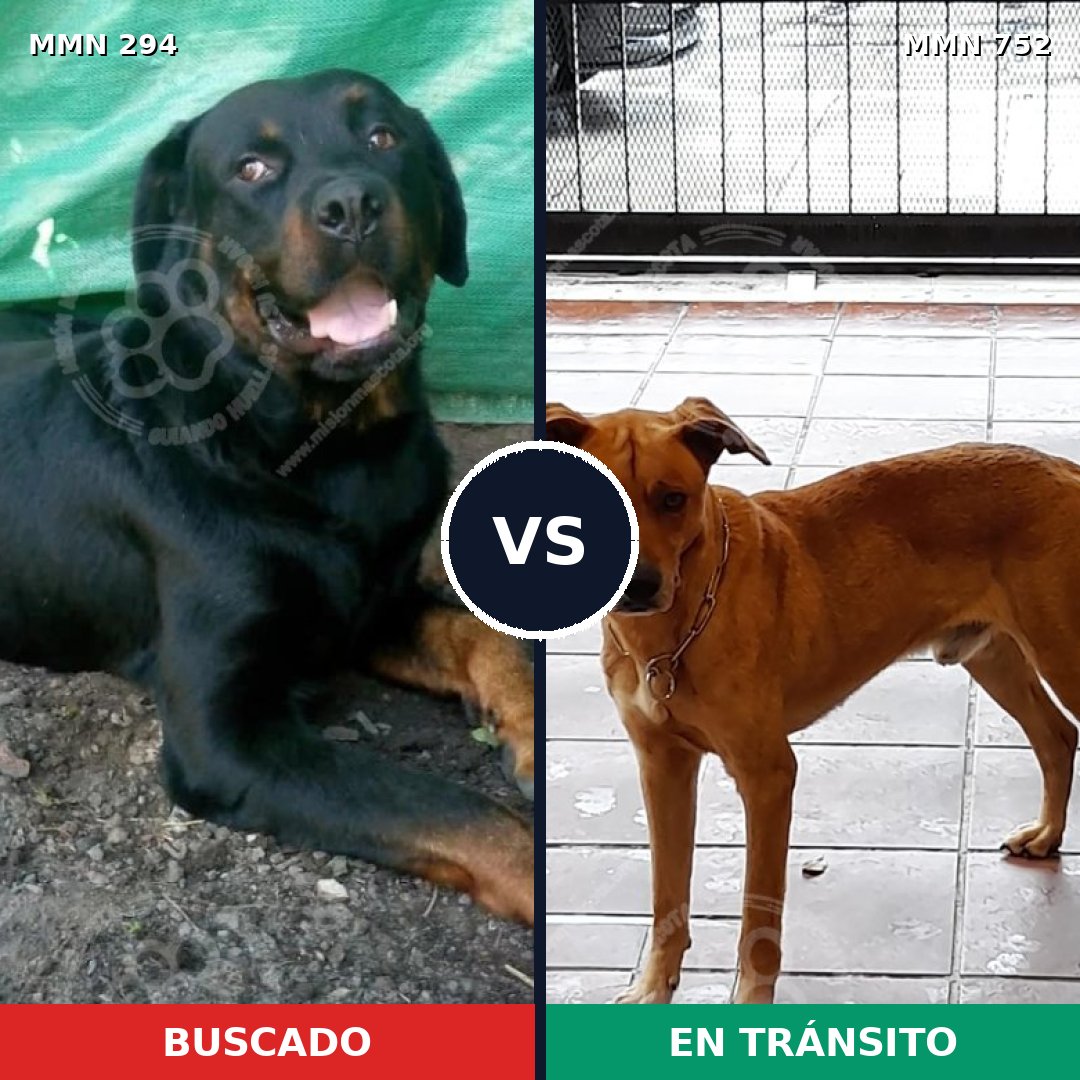Comparativa MMS 11949: mascota perdida y mascota encontrada, 6% de similitud