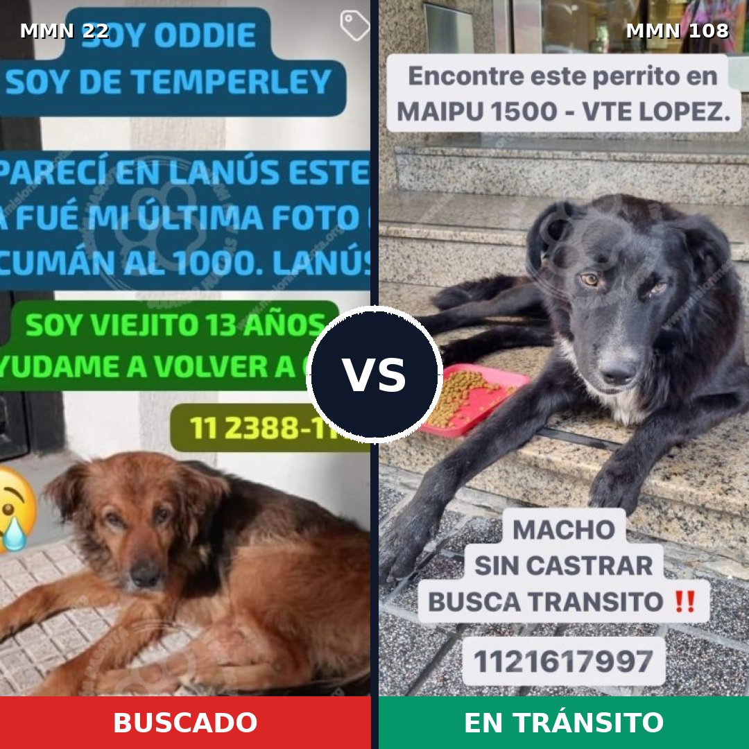 Comparativa MMS 1195: mascota perdida y mascota encontrada, 80% de similitud