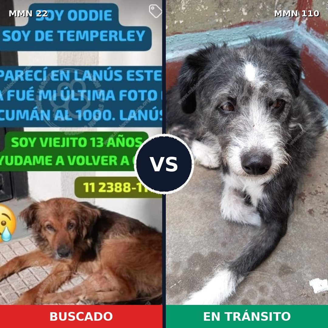 Comparativa MMS 1196: mascota perdida y mascota encontrada, 77% de similitud