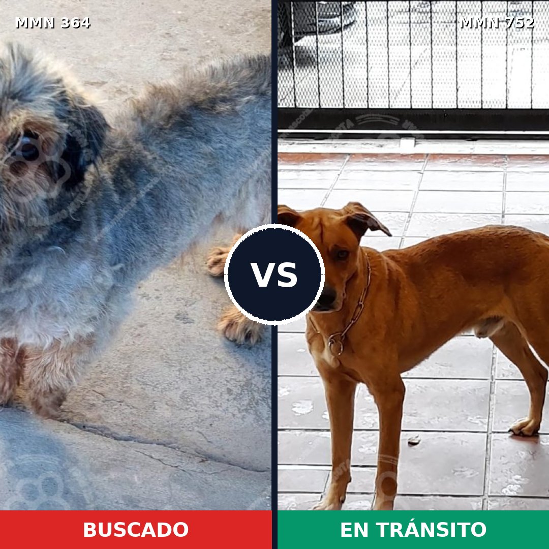 Comparativa MMS 11961: mascota perdida y mascota encontrada, 12% de similitud