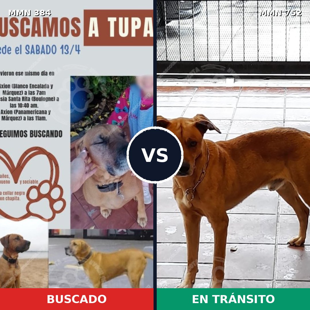 Comparativa MMS 11965: mascota perdida y mascota encontrada, 12% de similitud