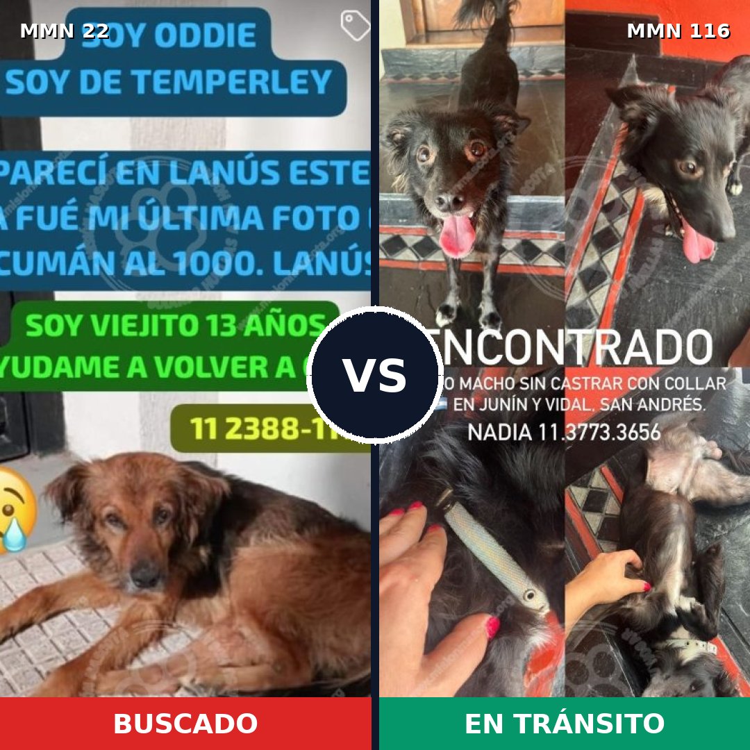 Comparativa MMS 1197: mascota perdida y mascota encontrada, 77% de similitud