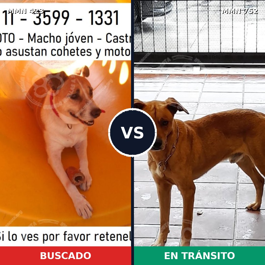 Comparativa MMS 11972: mascota perdida y mascota encontrada, 82% de similitud