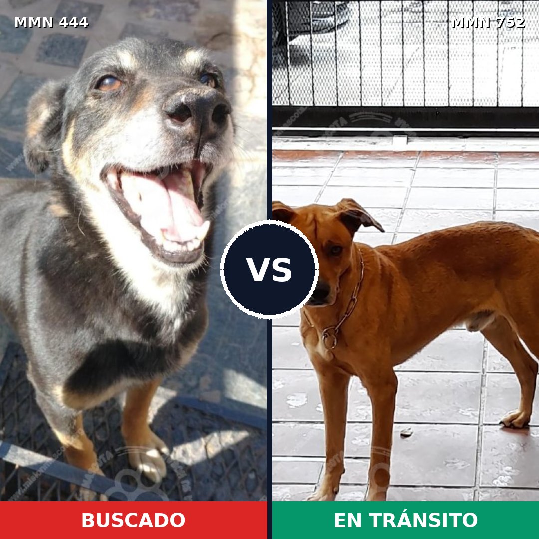 Comparativa MMS 11977: mascota perdida y mascota encontrada, 72% de similitud