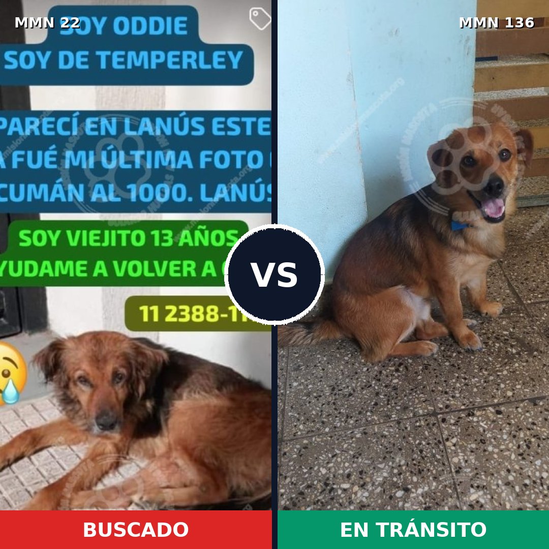 Comparativa MMS 1198: mascota perdida y mascota encontrada, 73% de similitud