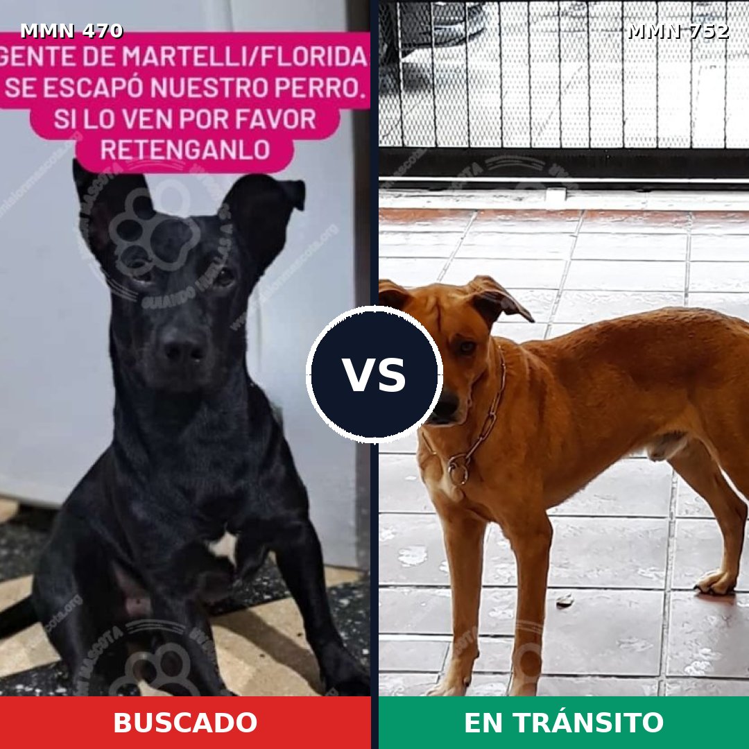 Comparativa MMS 11985: mascota perdida y mascota encontrada, 56% de similitud