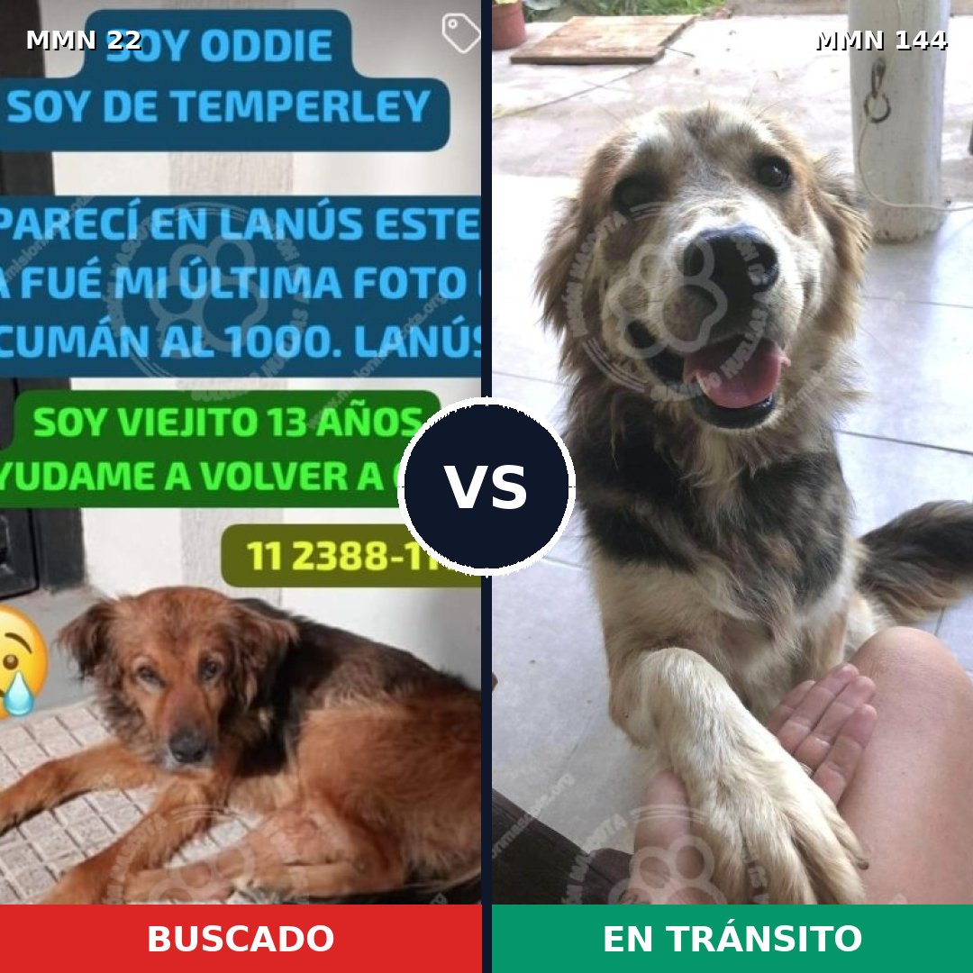 Comparativa MMS 1199: mascota perdida y mascota encontrada, 77% de similitud