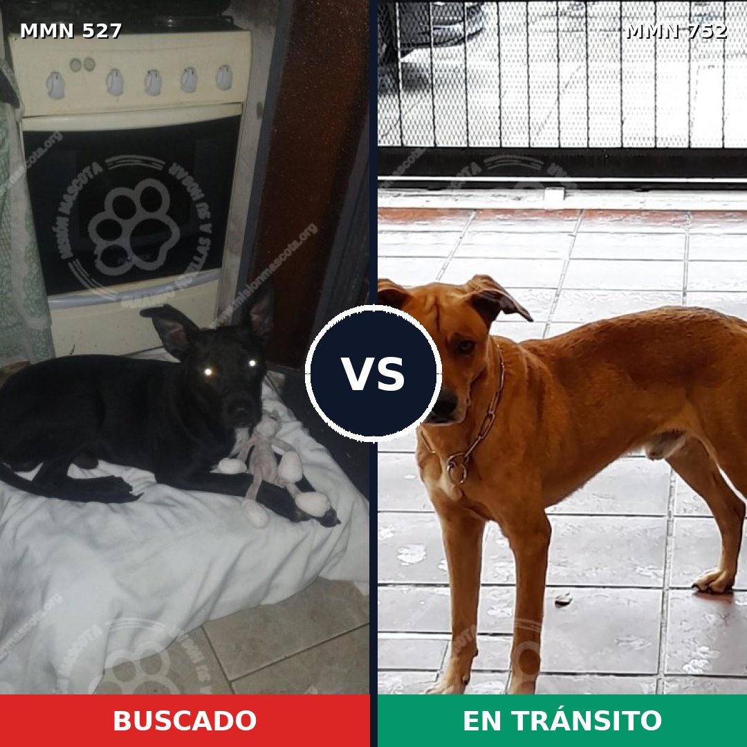 Comparativa MMS 11995: mascota perdida y mascota encontrada, 56% de similitud