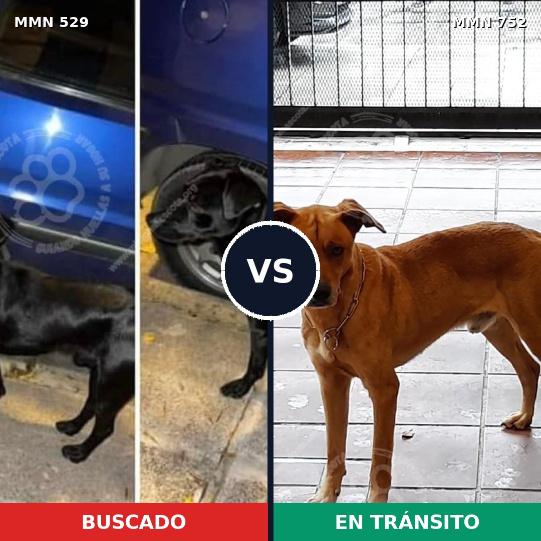Comparativa MMS 11996: mascota perdida y mascota encontrada, 56% de similitud