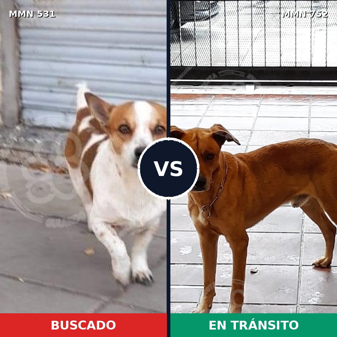 Comparativa MMS 11997: mascota perdida y mascota encontrada, 15% de similitud