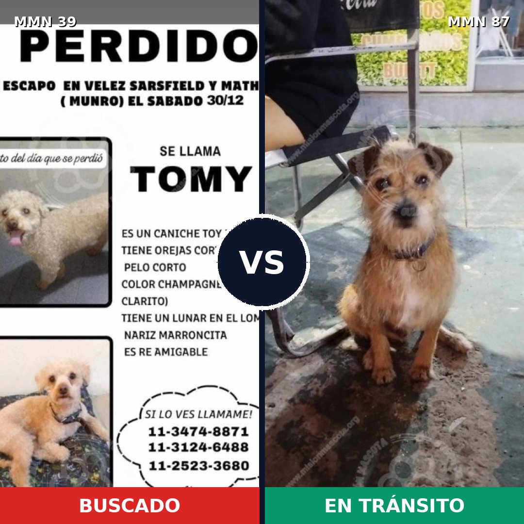Comparativa MMS 12: mascota perdida y mascota encontrada, 22% de similitud