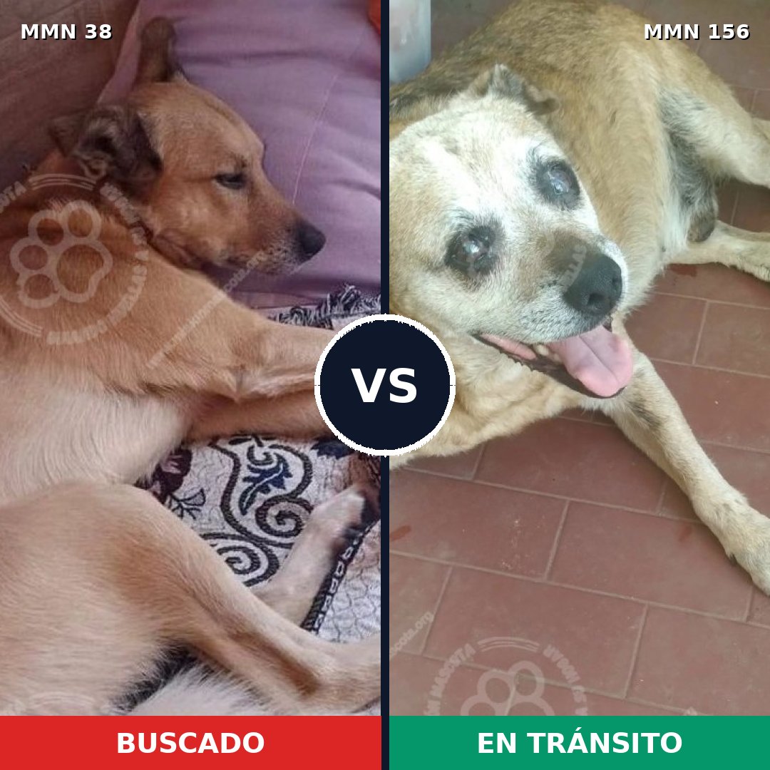 Comparativa MMS 120: mascota perdida y mascota encontrada, 73% de similitud