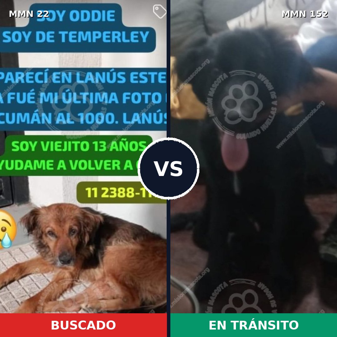 Comparativa MMS 1200: mascota perdida y mascota encontrada, 77% de similitud