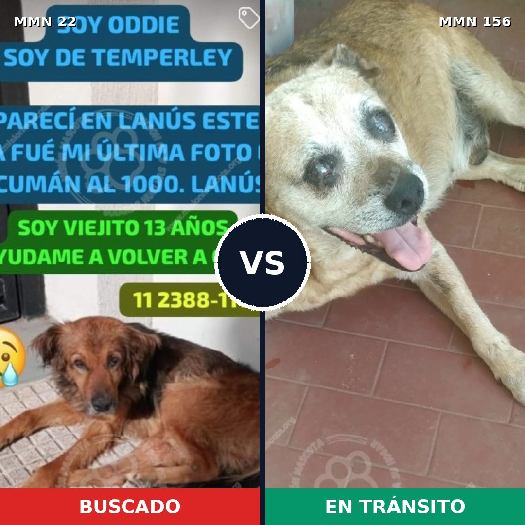 Comparativa MMS 1201: mascota perdida y mascota encontrada, 76% de similitud