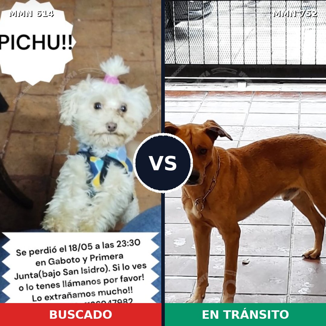 Comparativa MMS 12014: mascota perdida y mascota encontrada, 30% de similitud