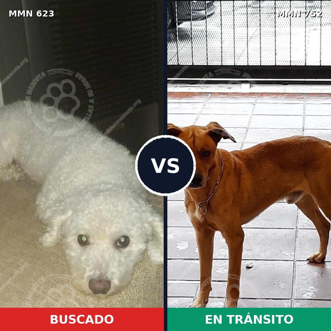 Comparativa MMS 12015: mascota perdida y mascota encontrada, 13% de similitud