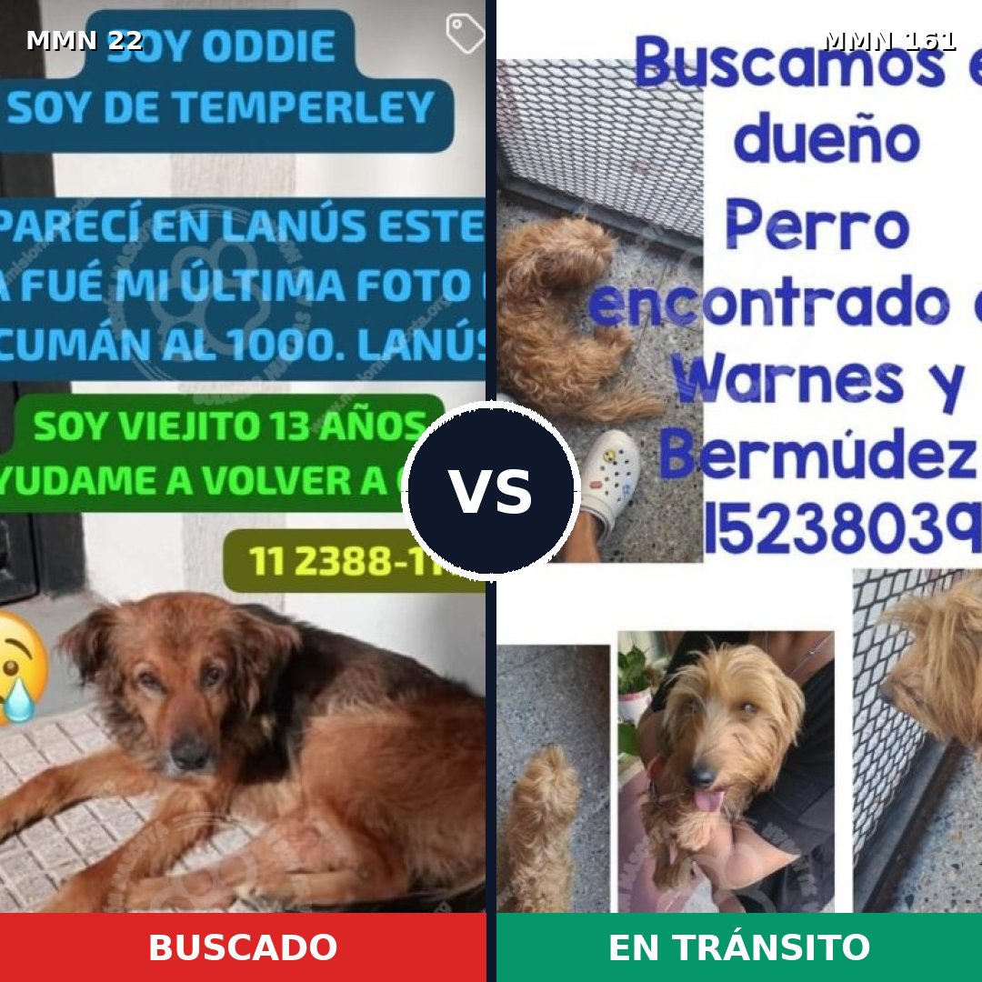 Comparativa MMS 1202: mascota perdida y mascota encontrada, 72% de similitud