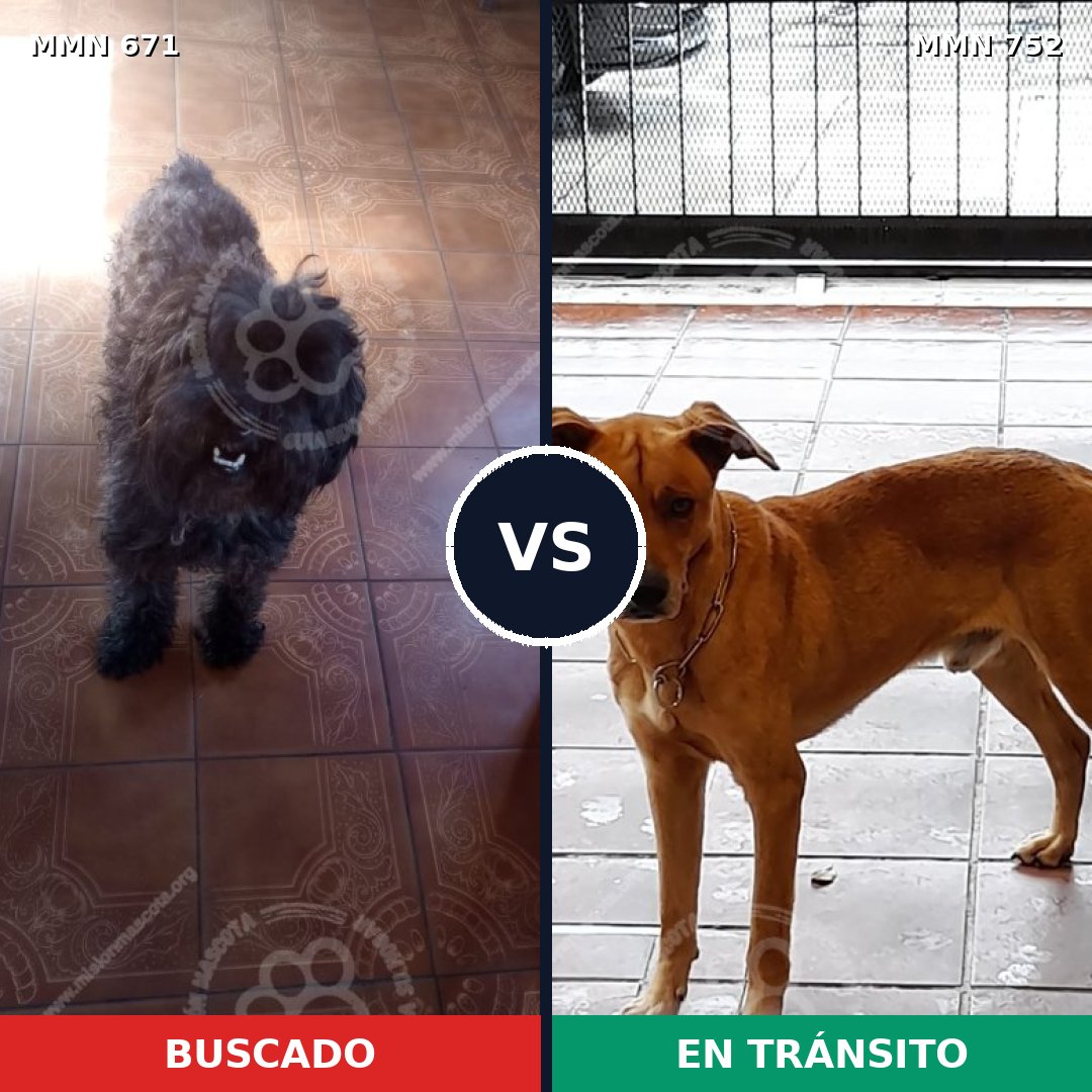 Comparativa MMS 12024: mascota perdida y mascota encontrada, 27% de similitud