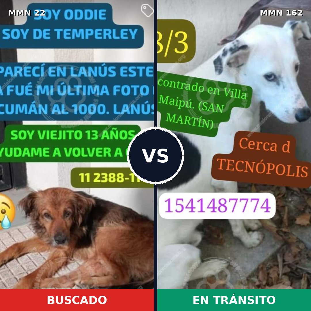 Comparativa MMS 1203: mascota perdida y mascota encontrada, 79% de similitud