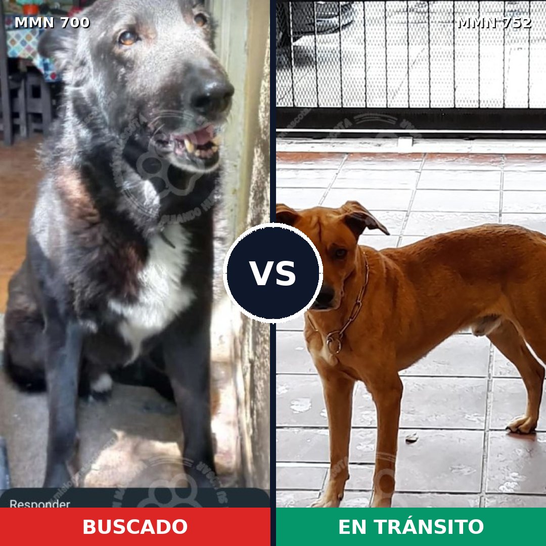 Comparativa MMS 12030: mascota perdida y mascota encontrada, 12% de similitud