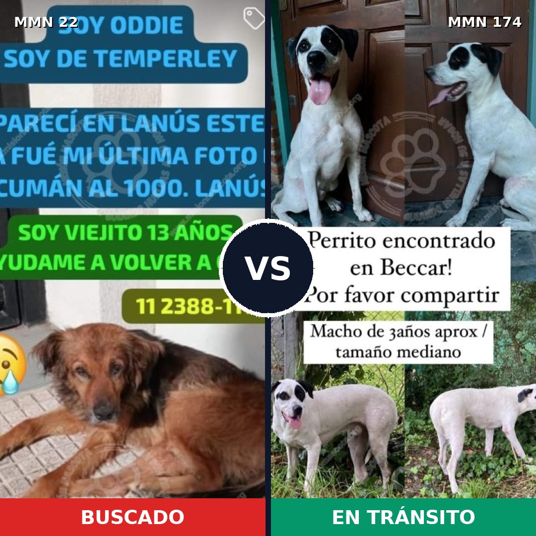 Comparativa MMS 1204: mascota perdida y mascota encontrada, 79% de similitud