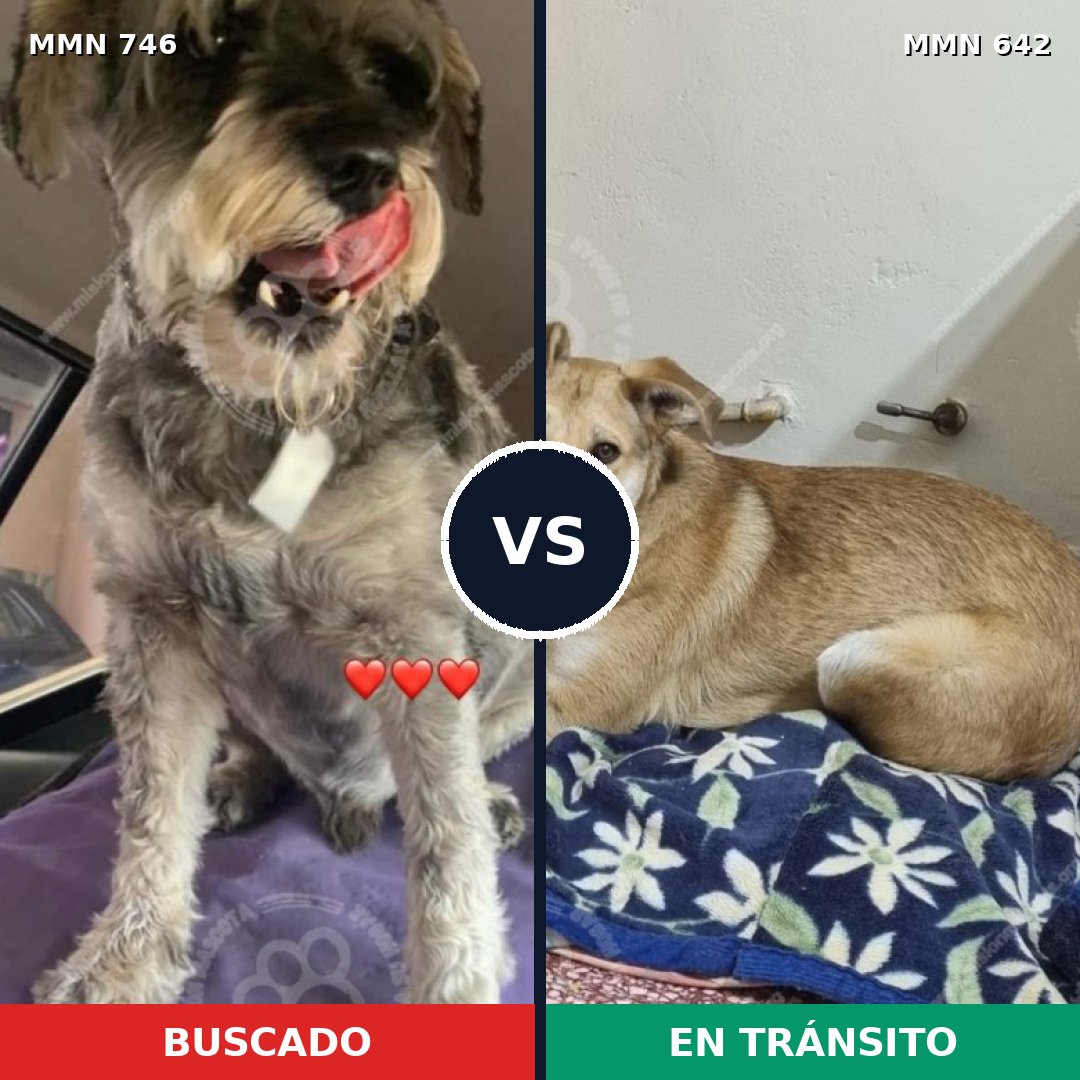 Comparativa MMS 12040: mascota perdida y mascota encontrada, 2% de similitud