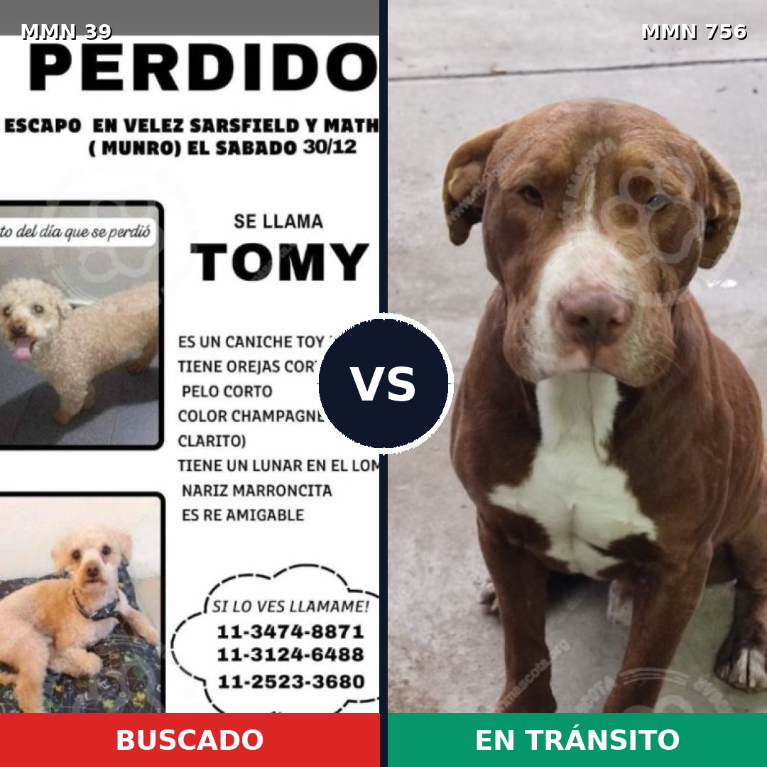 Comparativa MMS 12041: mascota perdida y mascota encontrada, 28% de similitud