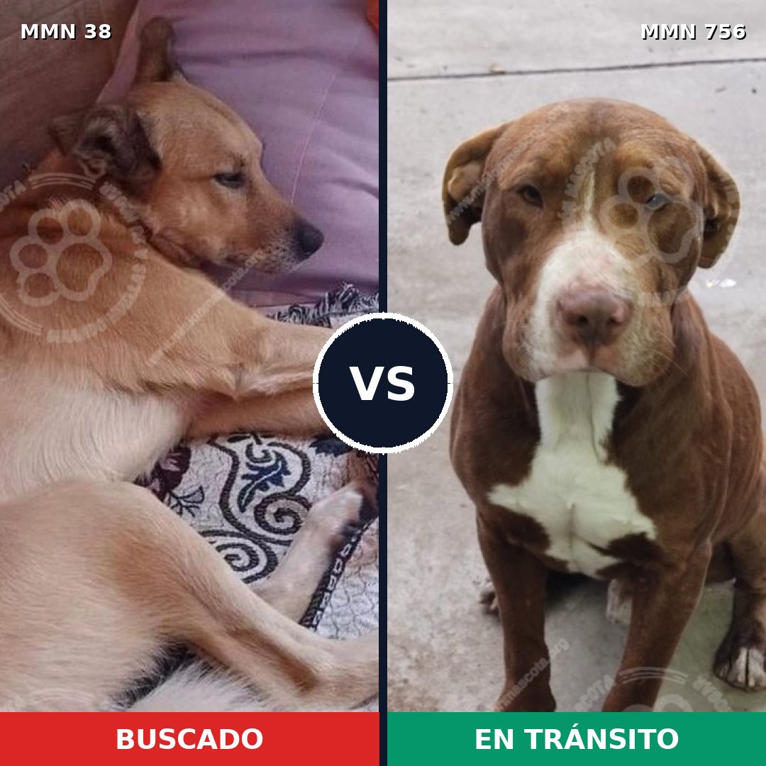 Comparativa MMS 12042: mascota perdida y mascota encontrada, 32% de similitud