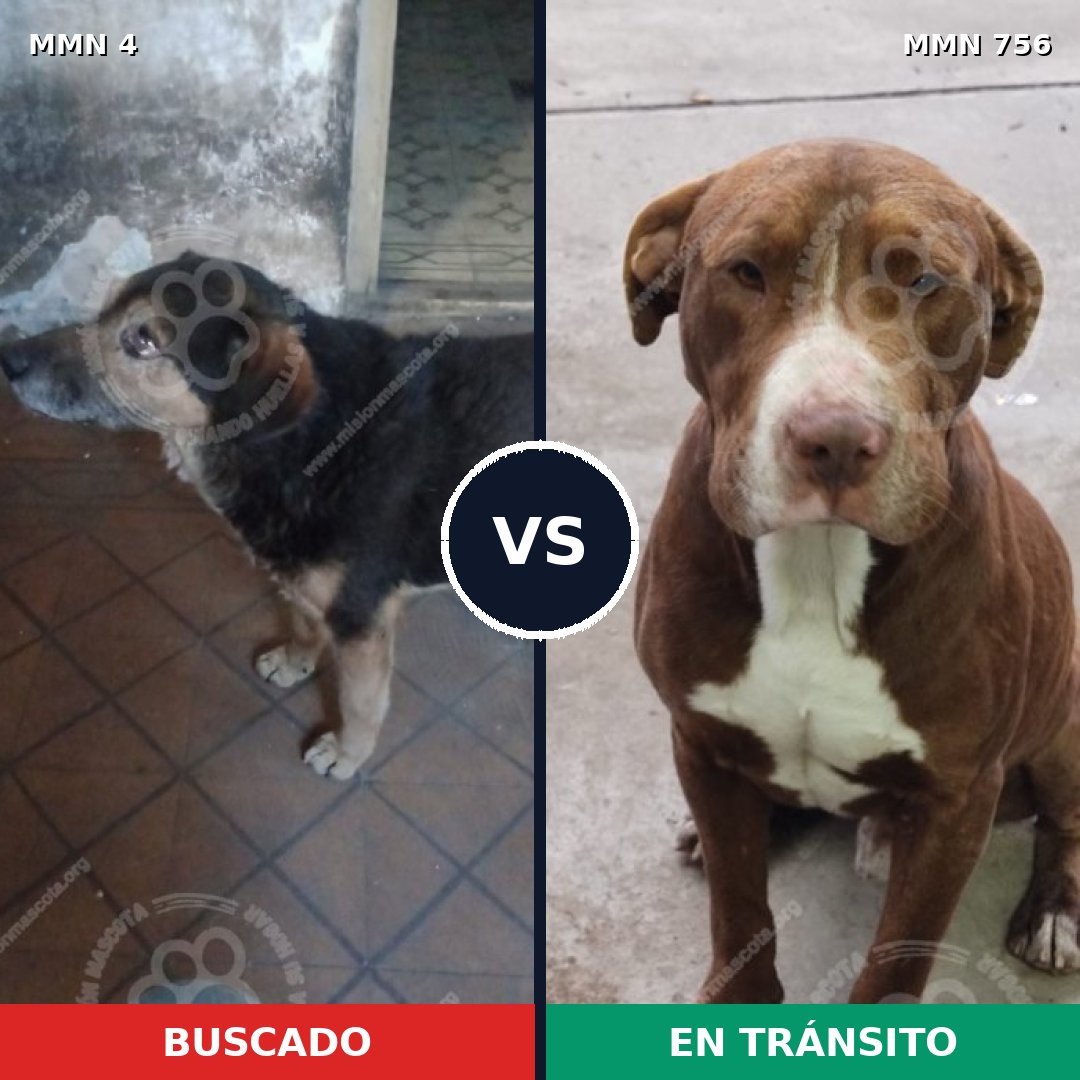 Comparativa MMS 12043: mascota perdida y mascota encontrada, 30% de similitud