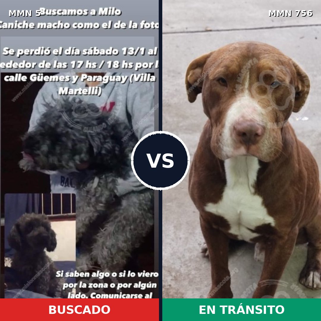 Comparativa MMS 12044: mascota perdida y mascota encontrada, 22% de similitud