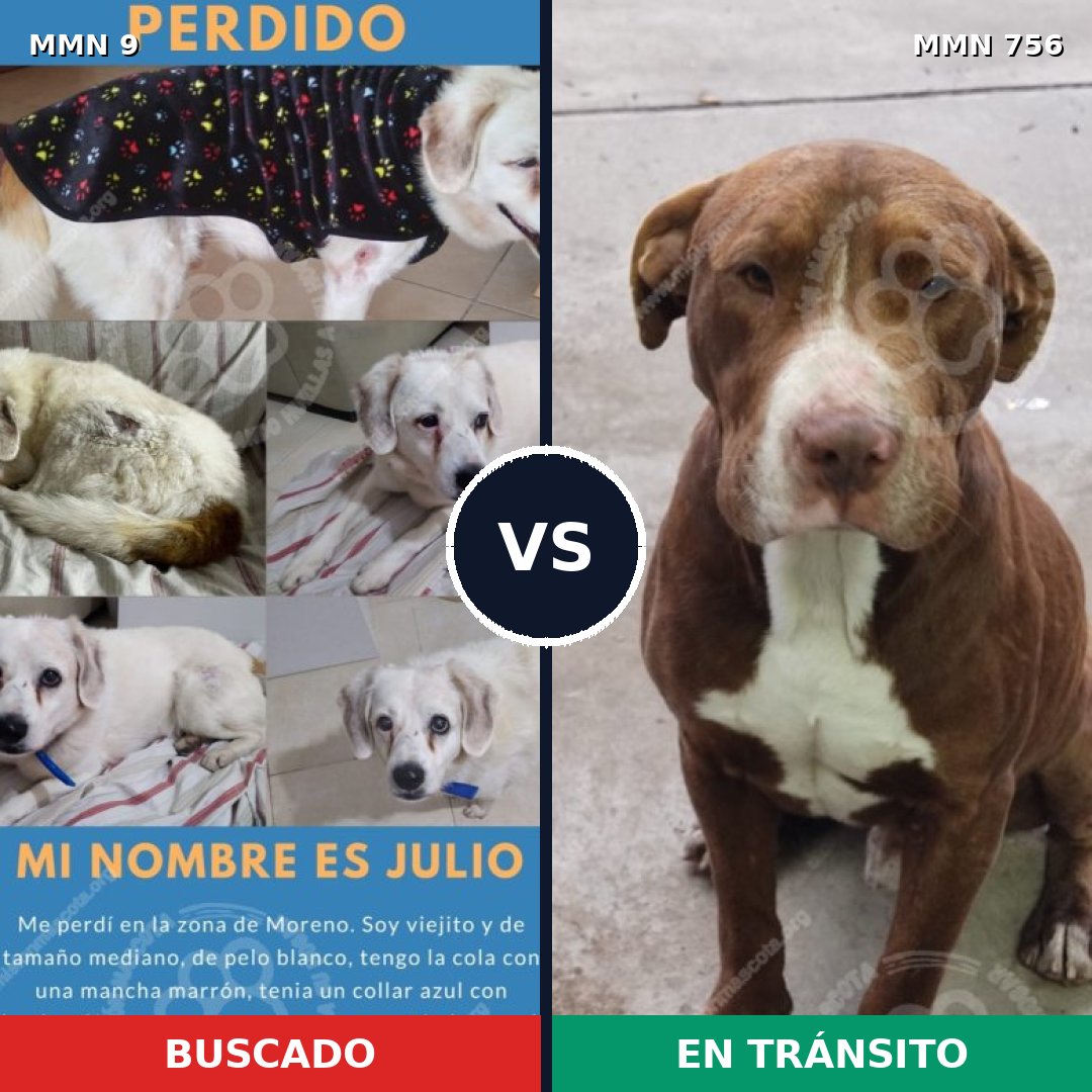 Comparativa MMS 12045: mascota perdida y mascota encontrada, 40% de similitud