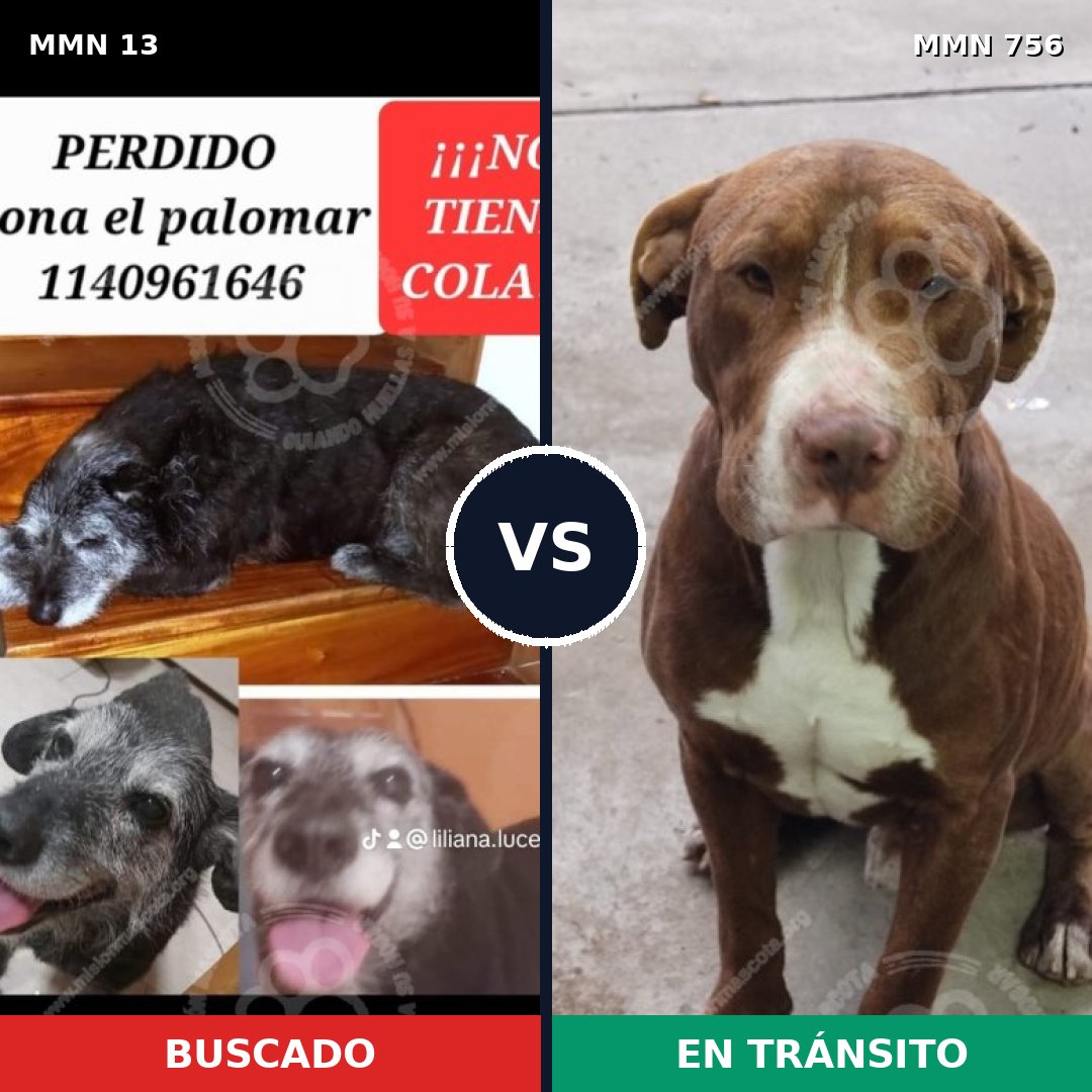 Comparativa MMS 12047: mascota perdida y mascota encontrada, 33% de similitud