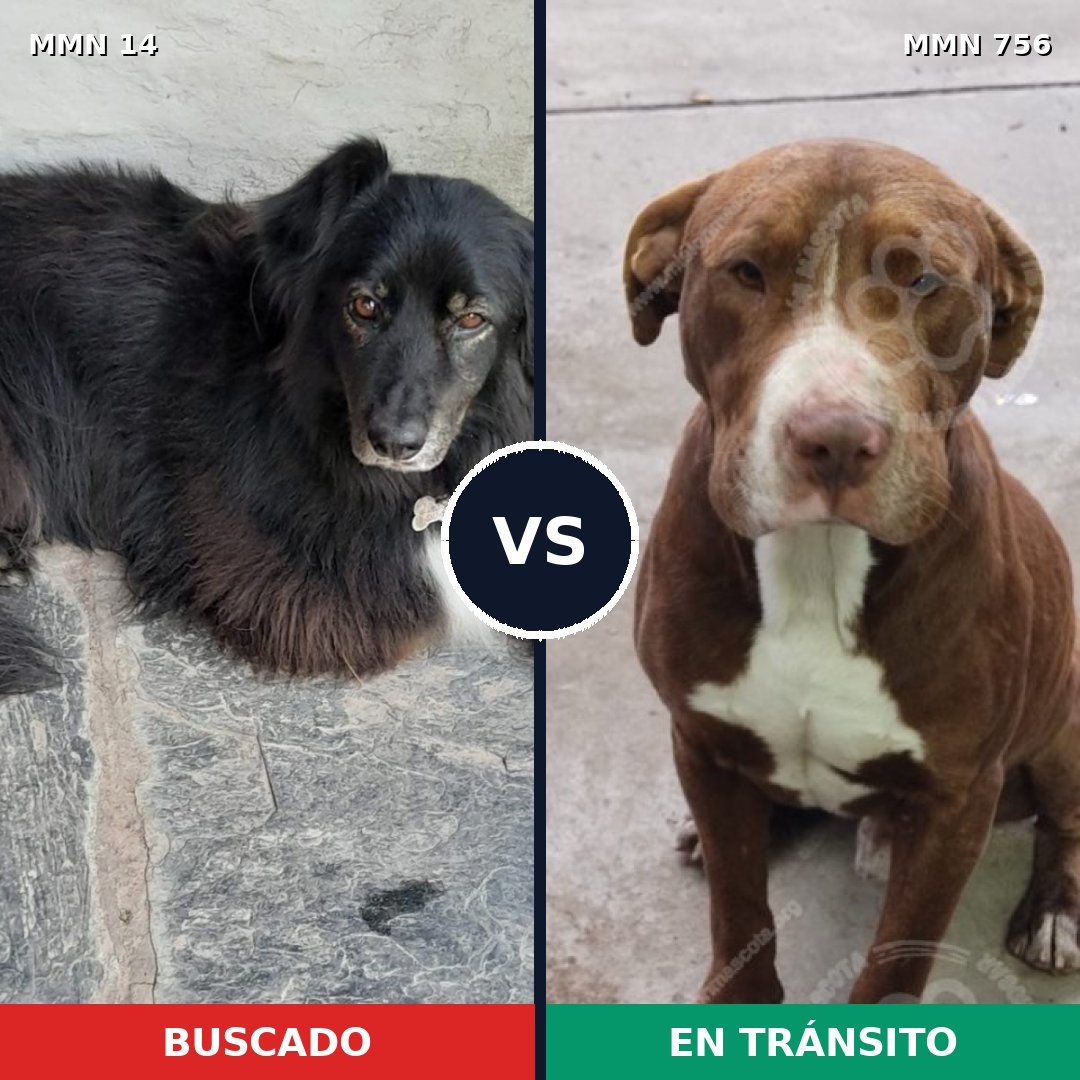 Comparativa MMS 12048: mascota perdida y mascota encontrada, 46% de similitud