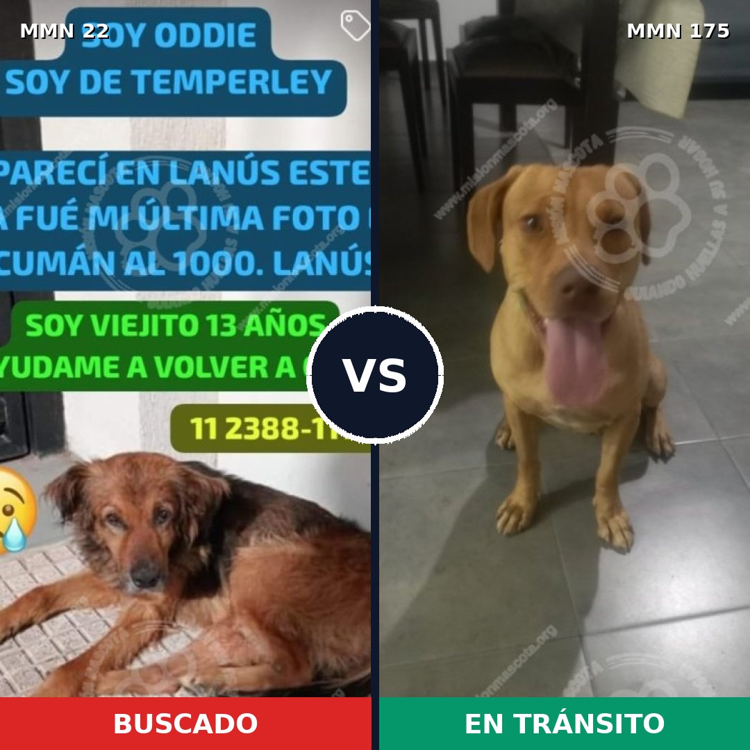 Comparativa MMS 1205: mascota perdida y mascota encontrada, 70% de similitud