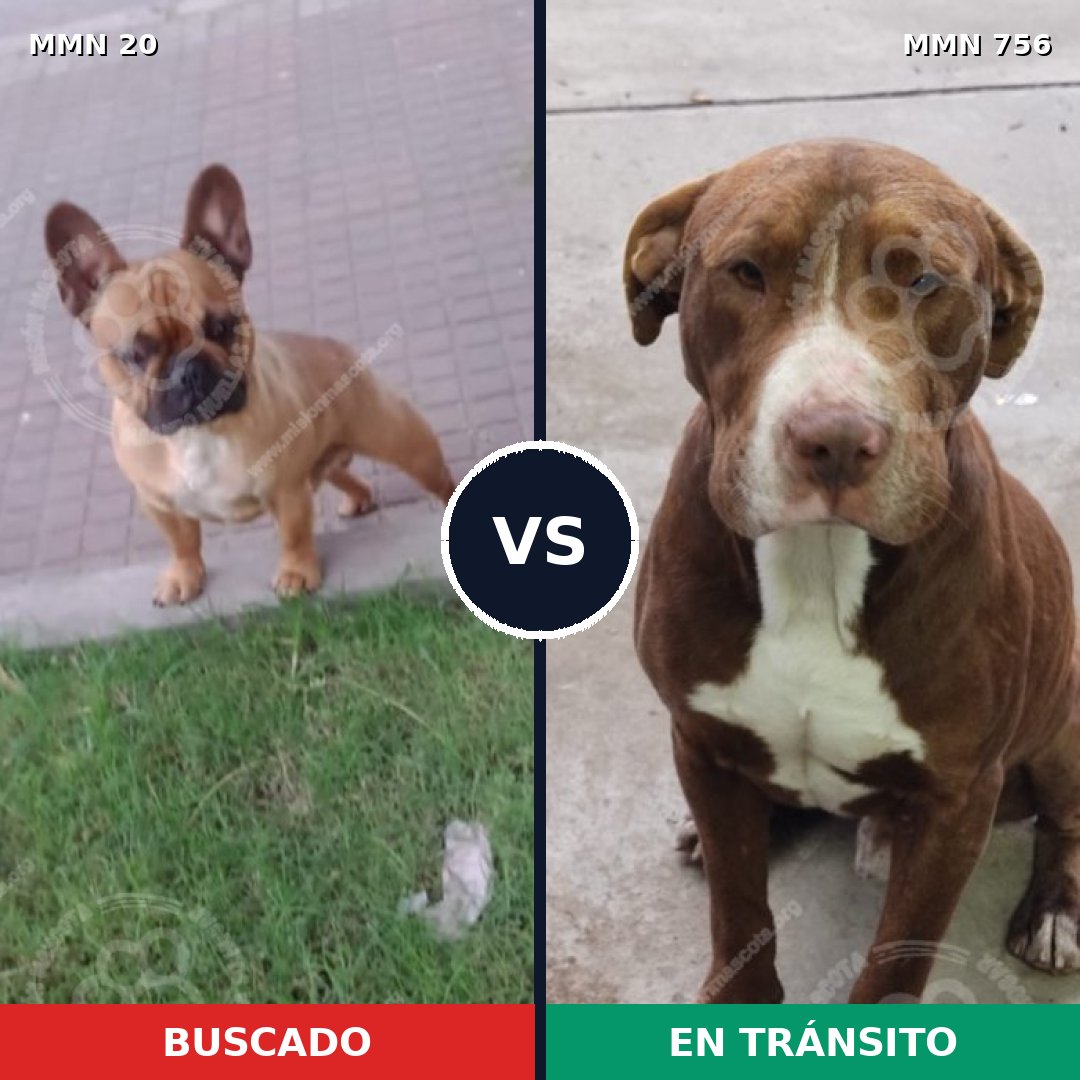 Comparativa MMS 12050: mascota perdida y mascota encontrada, 27% de similitud