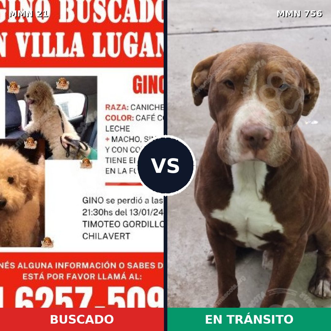 Comparativa MMS 12051: mascota perdida y mascota encontrada, 22% de similitud