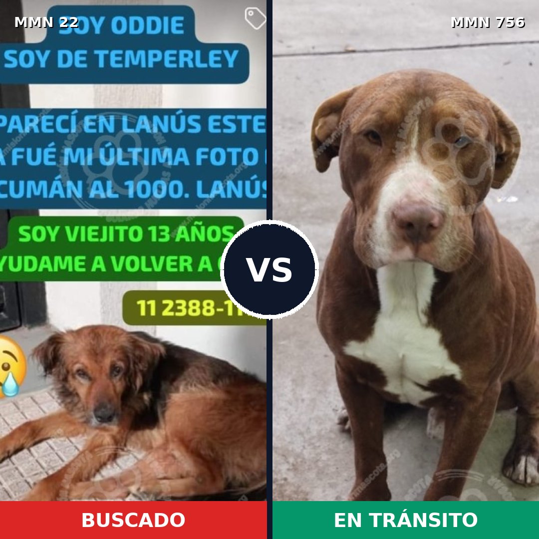 Comparativa MMS 12052: mascota perdida y mascota encontrada, 33% de similitud