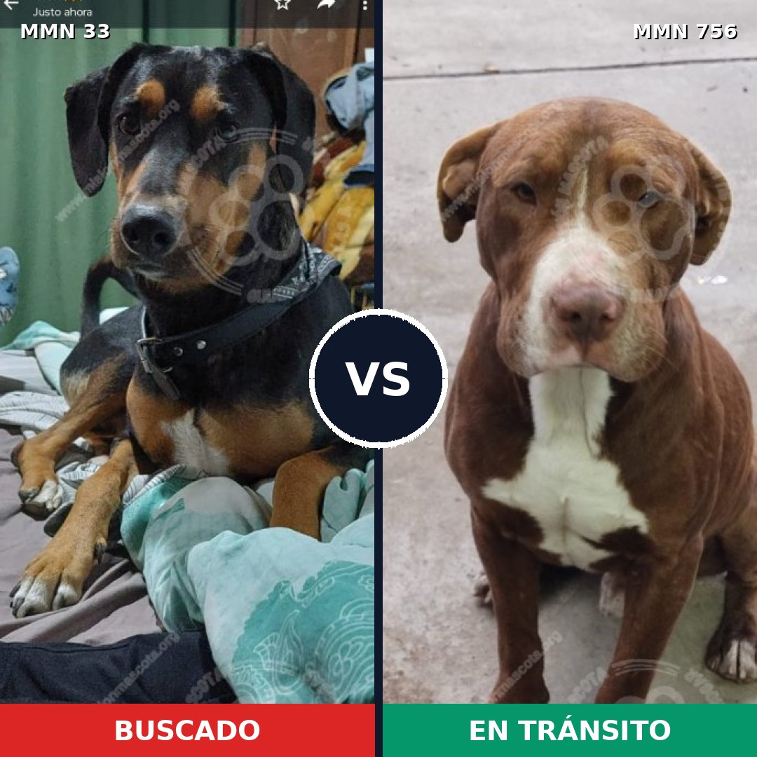 Comparativa MMS 12053: mascota perdida y mascota encontrada, 48% de similitud